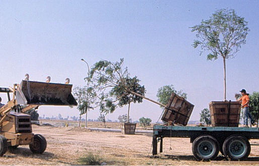 trees being loaded on truck