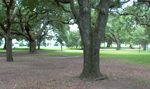 dense canopy