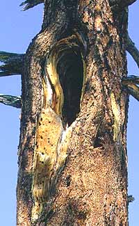 hole in tree trunk