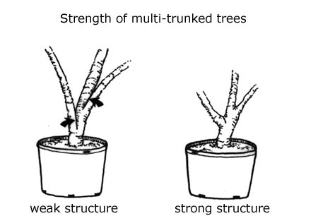 strength of multi-trunked trees