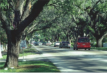 complete canopy closure