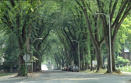 american elm trees