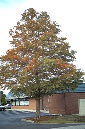 tree in parking lot