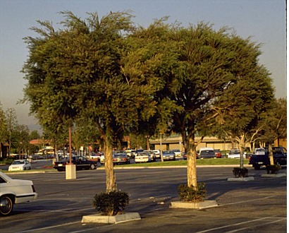 large trees in small islands