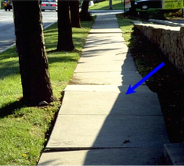 roots lifting sidewalk