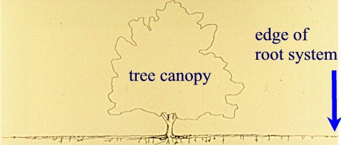 roots grow beyond canopy illustration