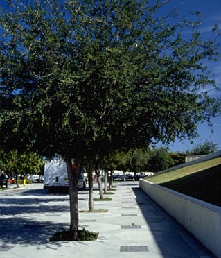 trees in sidewalk cut outs