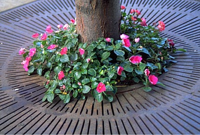 tree grate with flowers