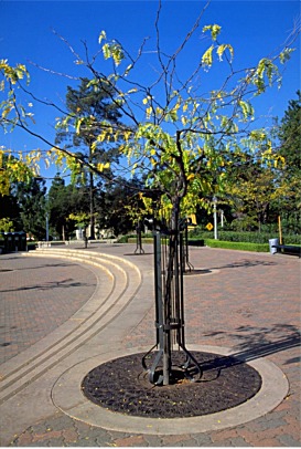 iron contraption around tree