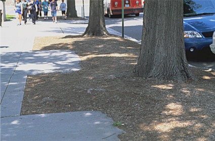 re-routed sidewalk around tree