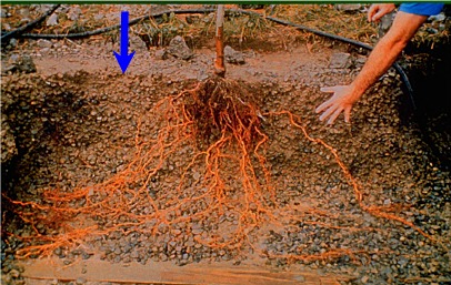 roots in structural soil after 3 years