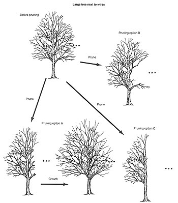 large tree next to wire