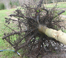 tipped over tree