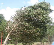 wind damaged tree