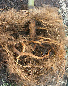 roots at bottom of container