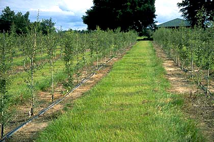 field of young quality trees