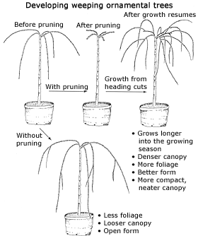protocol for weeping trees