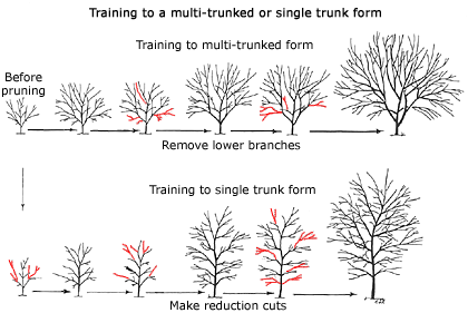 multi trunked or single trunked diagram