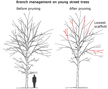 branch management illustration