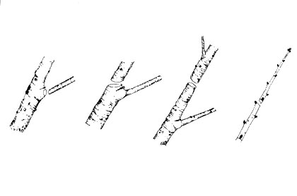 pruning cut types illustration