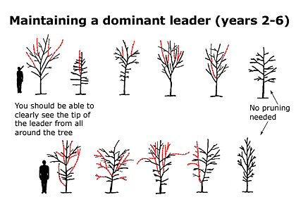 maintaining dominant leader illustration