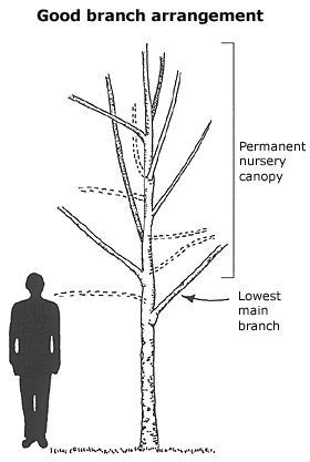 good branch arrangement diagram