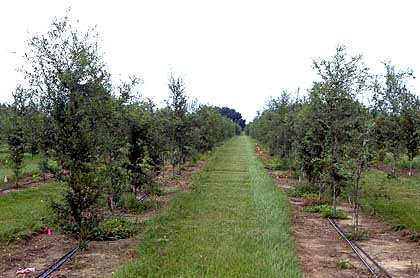 field of two year old trees