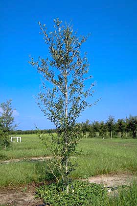 oak before pruning