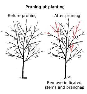 pruning at planting illustration