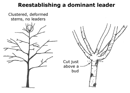 reestablishing dominant leader illustration