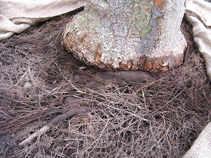 girdling roots on zelkova