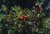 Strawberry-Tree