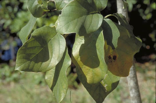 Geiger Tree Leaves