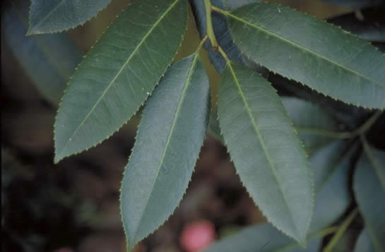 Lusterleaf Holly