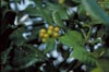 Nellie Stevens Holly Berries