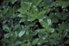 Nellie Stevens Holly Leaves