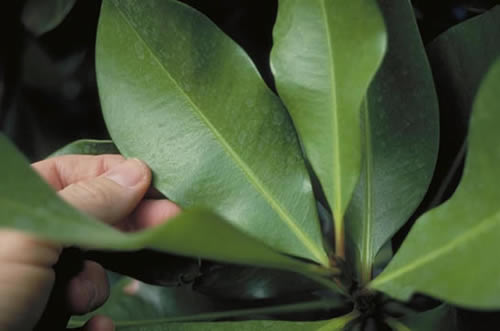 Mammee Apple Leaves