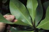Mammee Apple Leaves