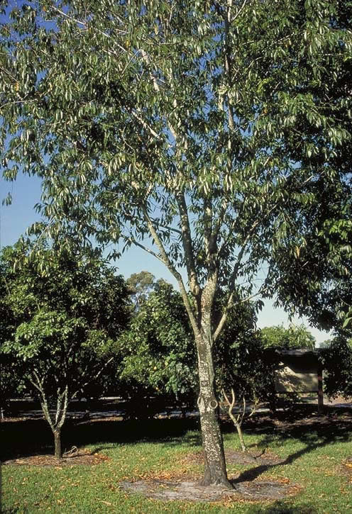 Mexican Bird Cherry