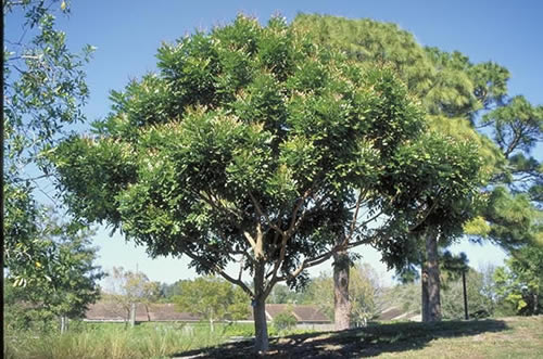 Florida Soapberry